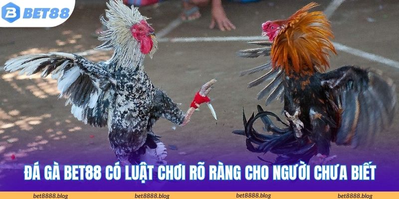 Đá gà Bet88 có luật chơi rõ ràng cho người chưa biết