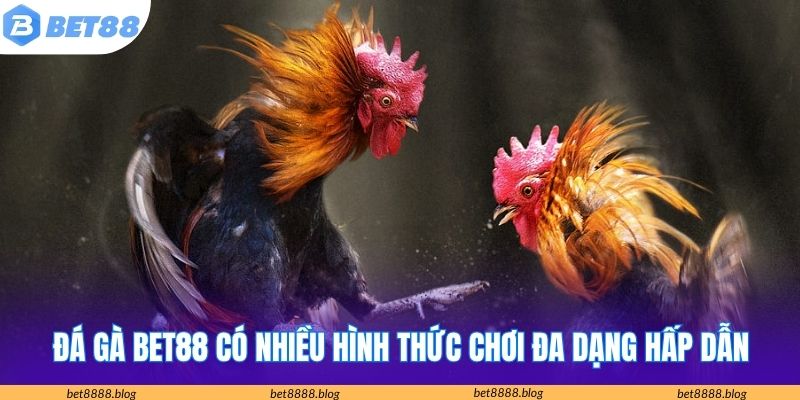 Đá gà Bet88 có nhiều hình thức chơi đa dạng hấp dẫn
