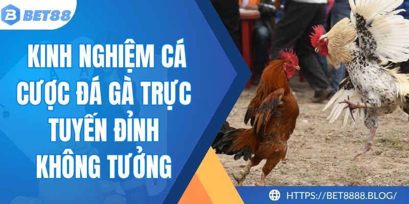 Kinh Nghiệm Cá Cược Đá Gà Trực Tuyến Đỉnh Không Tưởng