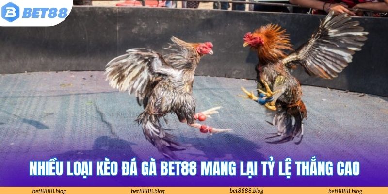 Nhiều loại kèo đá gà Bet88 mang lại tỷ lệ thắng cao